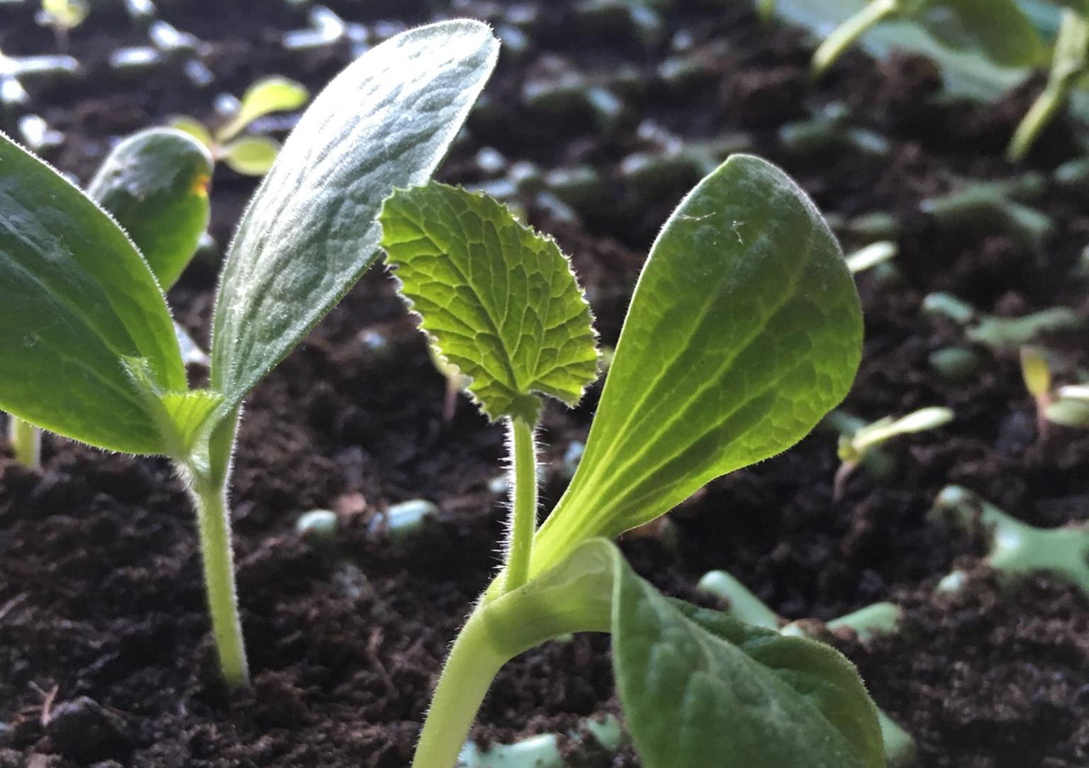 Setzlingsbörse gross